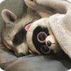 Стикер 18 Raccoon