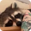 Стикер 20 Raccoon