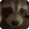 Стикер 35 Raccoon