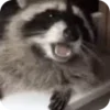 Стикер 26 Raccoon