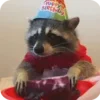Стикер 6 Raccoon