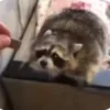 Стикер 27 Raccoon