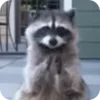 Стикер 43 Raccoon