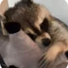 Стикер 22 Raccoon