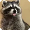 Стикер 23 Raccoon