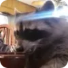 Стикер 49 Raccoon