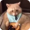 Стикер 39 Raccoon