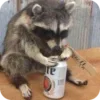 Стикер 10 Raccoon