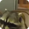 Стикер 50 Raccoon