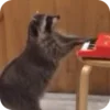 Стикер 32 Raccoon