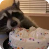 Стикер 8 Raccoon