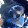 Стикер 11 Raccoon