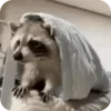 Стикер 34 Raccoon