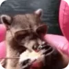 Стикер 41 Raccoon