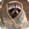 Стикер 24 Raccoon