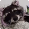 Стикер 16 Raccoon