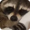 Стикер 15 Raccoon