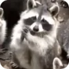 Стикер 33 Raccoon