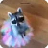 Стикер 31 Raccoon