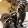 Стикер 47 Raccoon