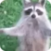 Стикер 46 Raccoon