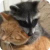 Стикер 19 Raccoon