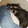 Стикер 4 Raccoon