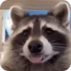Стикер 42 Raccoon
