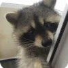 Стикер 25 Raccoon
