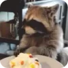 Стикер 36 Raccoon