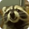 Стикер 40 Raccoon