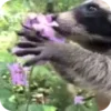 Стикер 44 Raccoon
