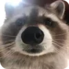 Обложка набора Raccoon