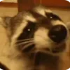 Стикер 29 Raccoon