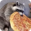 Стикер 12 Raccoon