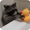 Стикер 7 Raccoon