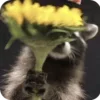 Стикер 21 Raccoon