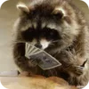 Стикер 5 Raccoon
