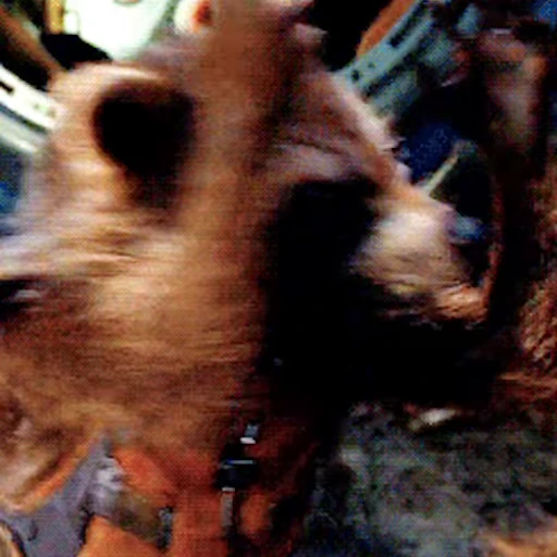 🤯 Стикер «Rocket Raccoon» для Telegram
