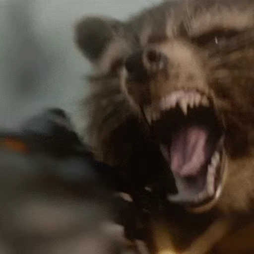 😡 Стикер «Rocket Raccoon» для Telegram