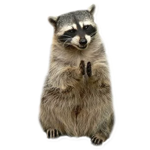 Стикерпак Racoonpack для Telegram