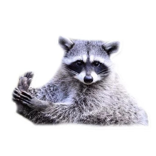 😐 Стикер «Racoonpack» для Telegram