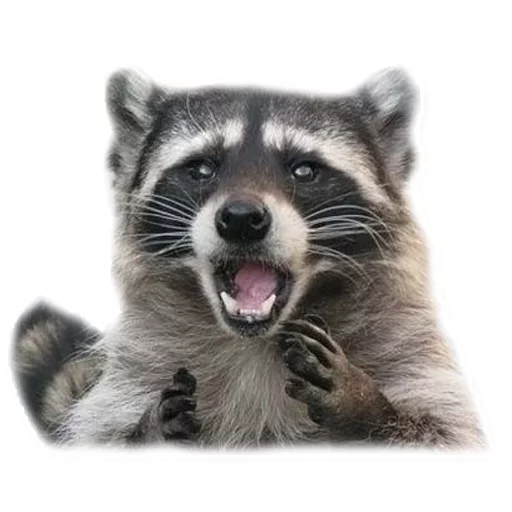 😱 Стикер «Racoonpack» для Telegram