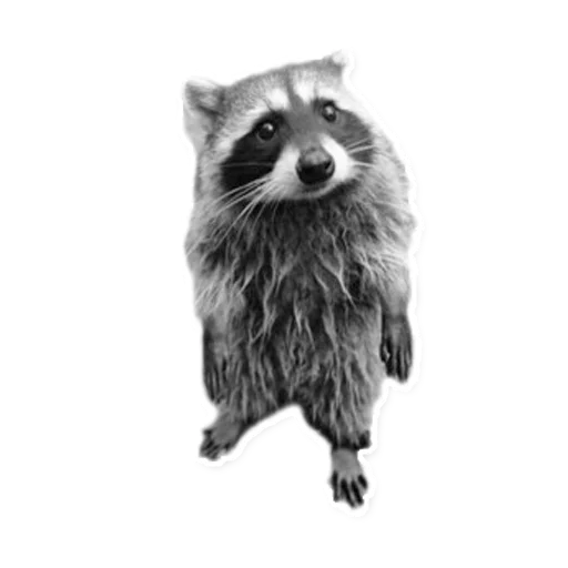 😥 Стикер «Racoonpack» для Telegram