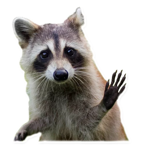 👋 Стикер «Racoonpack» для Telegram