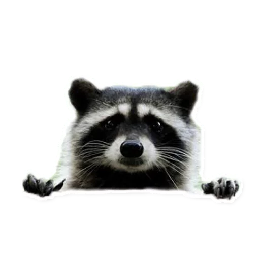😶 Стикер «Racoonpack» для Telegram