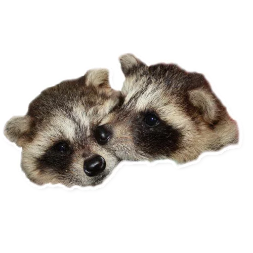 😘 Стикер «Racoonpack» для Telegram
