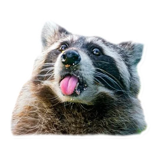👅 Стикер «Racoonpack» для Telegram