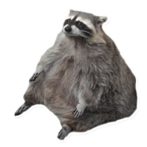 🐷 Стикер «Racoonpack» для Telegram