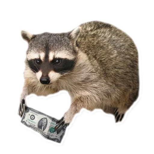 💸 Стикер «Racoonpack» для Telegram